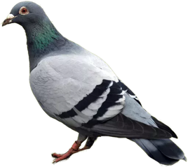 Single Photo of Pigeon