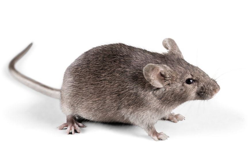 Mouse Cutout