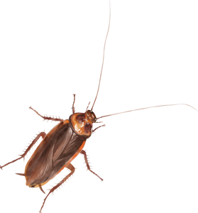 Single Cockroach Cutout